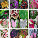 Caladium Tinhorão – 500 Sementes Variadas de Espécies Raras de Colecionador