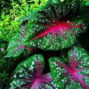 Caladium Tinhorão – 500 Sementes Variadas de Espécies Raras de Colecionador