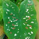 Caladium Tinhorão – 500 Sementes Variadas de Espécies Raras de Colecionador