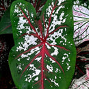 Caladium Tinhorão – 500 Sementes Variadas de Espécies Raras de Colecionador