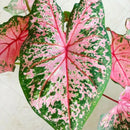 Caladium Tinhorão – 500 Sementes Variadas de Espécies Raras de Colecionador