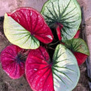 Caladium Tinhorão – 500 Sementes Variadas de Espécies Raras de Colecionador