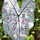 Caladium Tinhorão – 500 Sementes Variadas de Espécies Raras de Colecionador