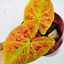 Caladium Tinhorão – 500 Sementes Variadas de Espécies Raras de Colecionador