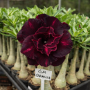 [PROMOÇÃO DE LANÇAMENTO ROSAS DO DESERTO] - FRETE GRÁTIS