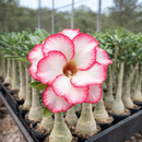 [PROMOÇÃO DE LANÇAMENTO ROSAS DO DESERTO] - FRETE GRÁTIS