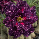 [PROMOÇÃO DE LANÇAMENTO ROSAS DO DESERTO] - FRETE GRÁTIS