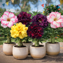 [PROMOÇÃO DE LANÇAMENTO ROSAS DO DESERTO] - FRETE GRÁTIS