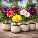 [PROMOÇÃO DE LANÇAMENTO ROSAS DO DESERTO] - FRETE GRÁTIS