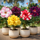 [PROMOÇÃO DE LANÇAMENTO ROSAS DO DESERTO] - FRETE GRÁTIS