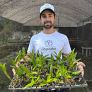 KIT 10 MUDAS DENDROBIUM NOBILE 'OLHO DE BONECA'  (ADULTA)