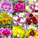 KIT 10 MUDAS DE ORQUIDEAS