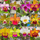 KIT COM 10 MUDAS DE ORQU�DEAS CATTLEYAS