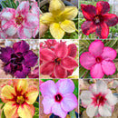 KIT 10 MUDAS ROSA DO DESERTO