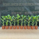 KIT 10 MUDAS ROSA DO DESERTO