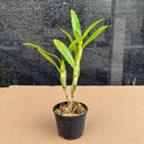 KIT 5 MUDAS DENDROBIUM NOBILE  'OLHO DE BONECA' (ADULTA)