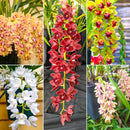 KIT 6 MUDAS DE CYMBIDIUM PENDENTES