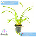KIT 6 MUDAS DE CYMBIDIUM PENDENTES