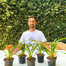 KIT 6 MUDAS DE CYMBIDIUM PENDENTES