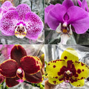 KIT 10 MUDAS DE ORQUIDEAS