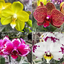 KIT 10 MUDAS DE ORQUIDEAS