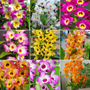 KIT 5 MUDAS DENDROBIUM NOBILE  'OLHO DE BONECA' (ADULTA)