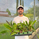 KIT COM 10 MUDAS DE ORQU�DEAS CATTLEYAS